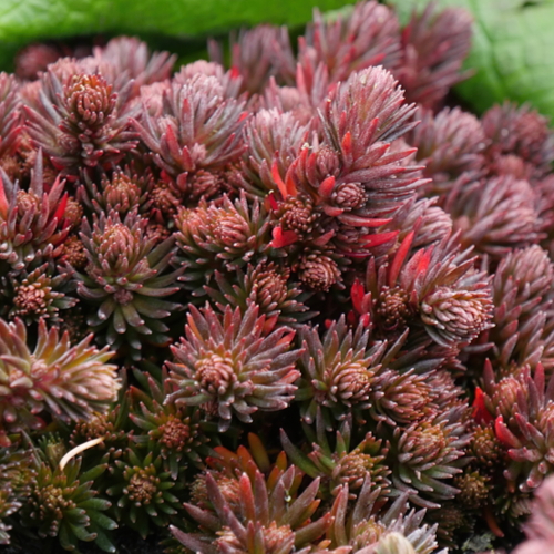 P1340004 sedum Chocolate Ball-Edit petits sédums