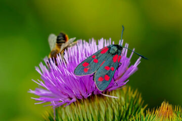 papillon sur fleur chardon