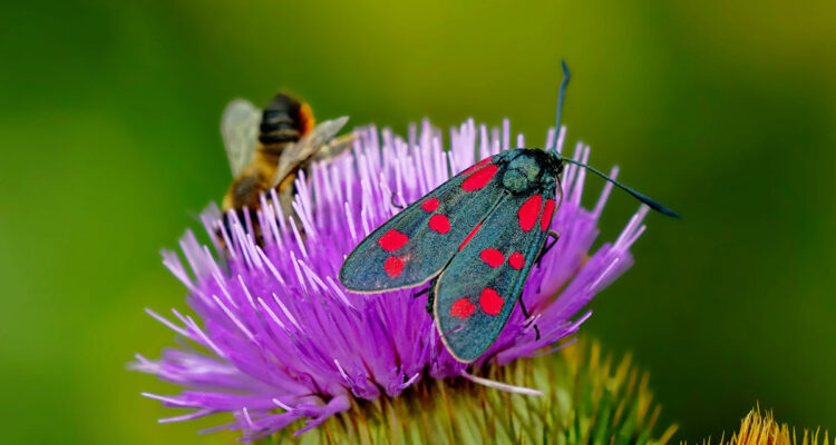 papillon sur fleur chardon