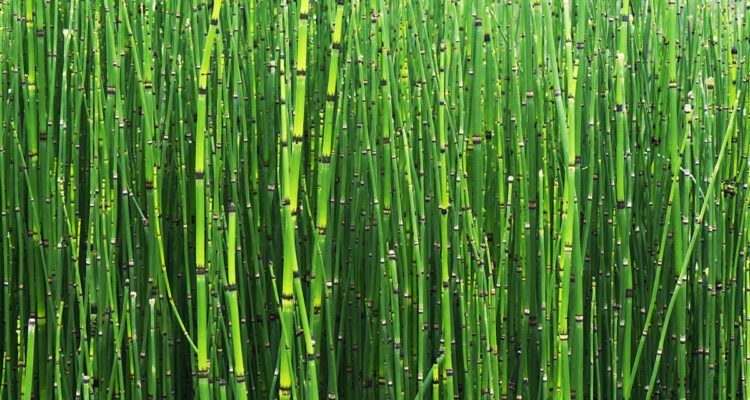 Prêle de l'Himalaya