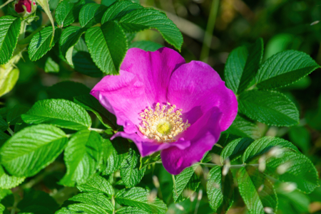 rosa rugosa - rosier rugueux - vasare -Edit rosa rugosa
