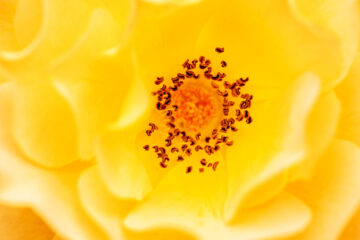 calendrier lunaire du 2 juin