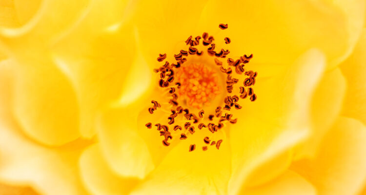 calendrier lunaire du 2 juin