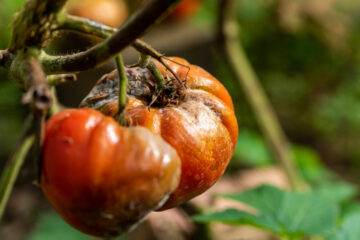 Tomates atteintes par le mildiou