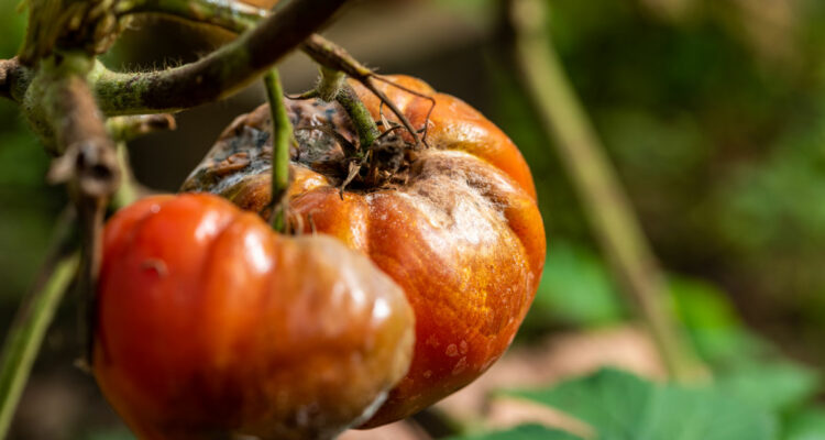 Tomates atteintes par le mildiou