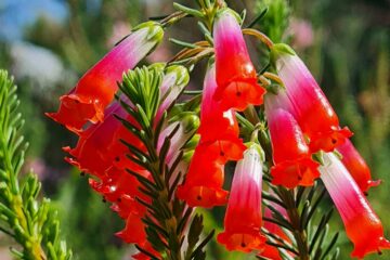 ERICA REGIA - BRUYERE