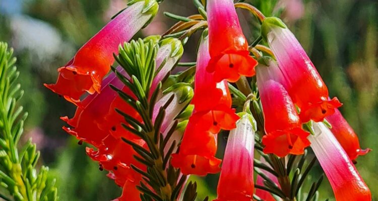 ERICA REGIA - BRUYERE