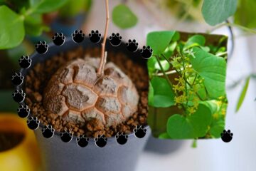 Plante tortue