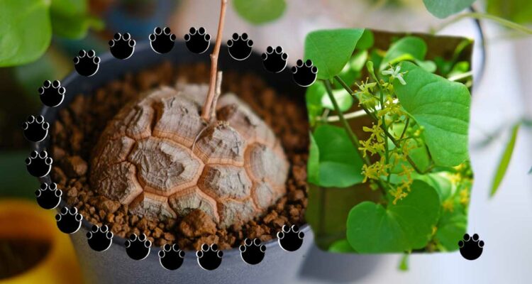 Plante tortue