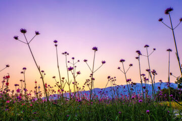 verveine de Buenos Aires