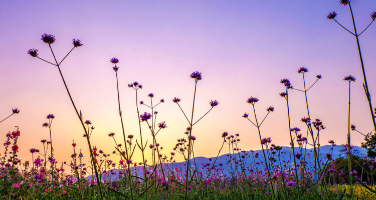 verveine de Buenos Aires
