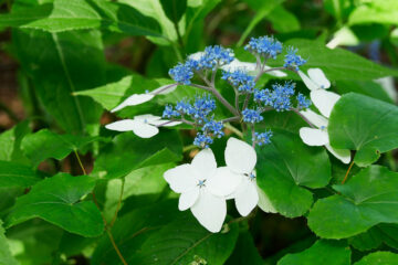 Hydrangea indochinensis