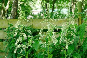 Calendrier lunaire du 8 juillet