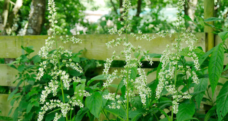 Calendrier lunaire du 8 juillet
