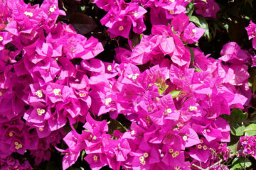 Bougainvillee