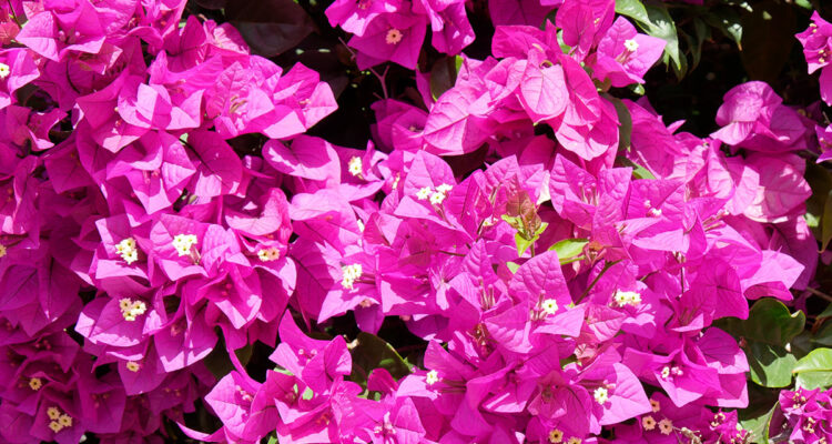 Bougainvillee