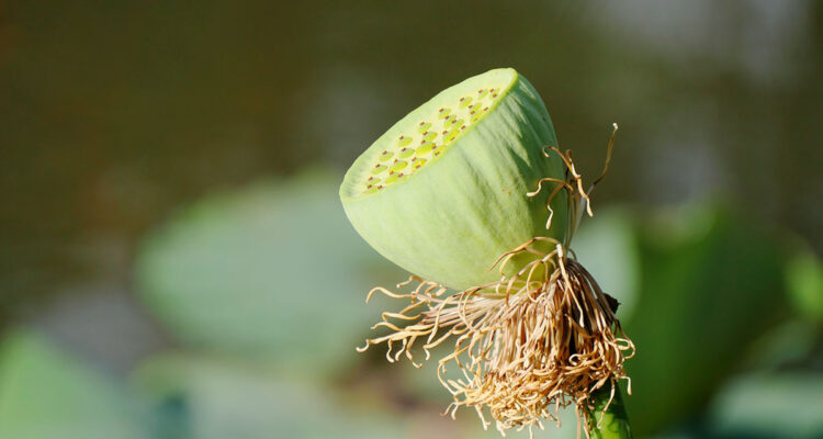 Calendrier lunaire du 24 juillet