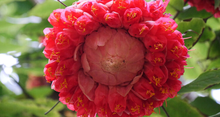 Rose du Vénézuéla