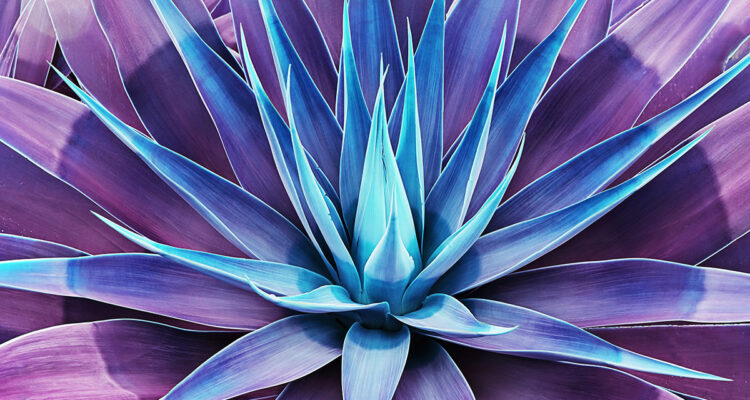 calendrier lunaire du 20 juillet