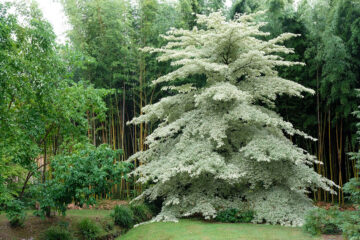 Bambouseraie des Cévennes