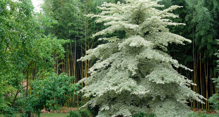Bambouseraie des Cévennes