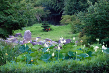 Bambouseraie en Cevennes