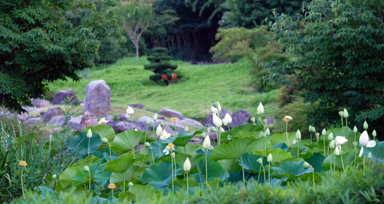 Bambouseraie en Cevennes