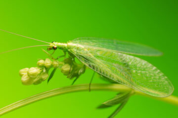 Festin de chrysope