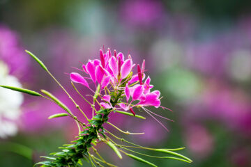 cleome spinosa