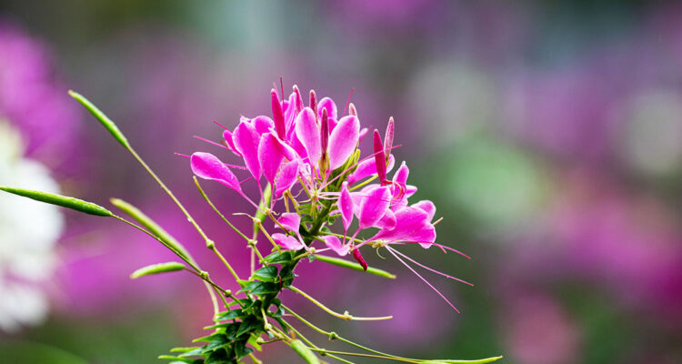 cleome spinosa