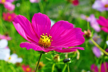 Calendrier lunaire du 23 juillet