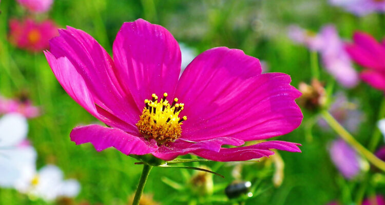 Calendrier lunaire du 23 juillet