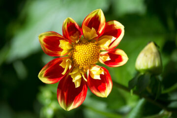 Dahlia à fleur d'anemone