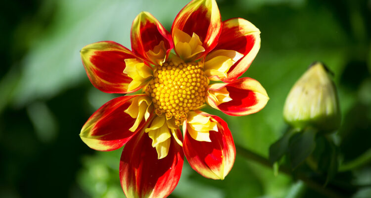 Dahlia à fleur d'anemone