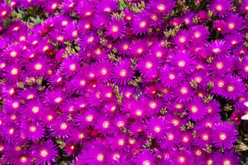 calendrier lunaire du 2 juillet