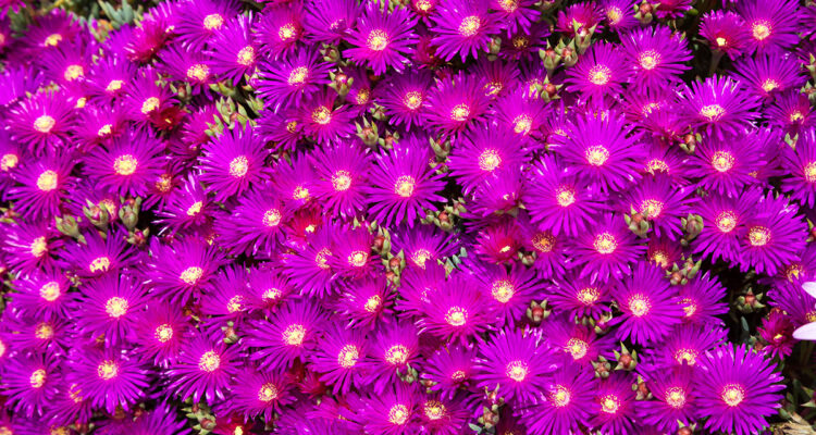 calendrier lunaire du 2 juillet