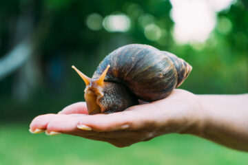 Escargot géant