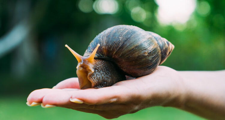 Escargot géant