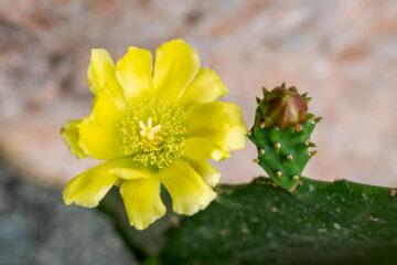 fleur d'épiphyllum