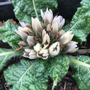 Mandragora officinarum : fleur Mandragora officinarum : fleur