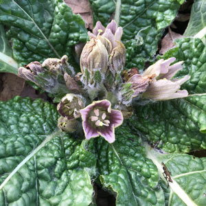 Mandragora officinarum : fleur Mandragora officinarum : fleur