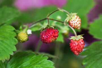 fraises des bois