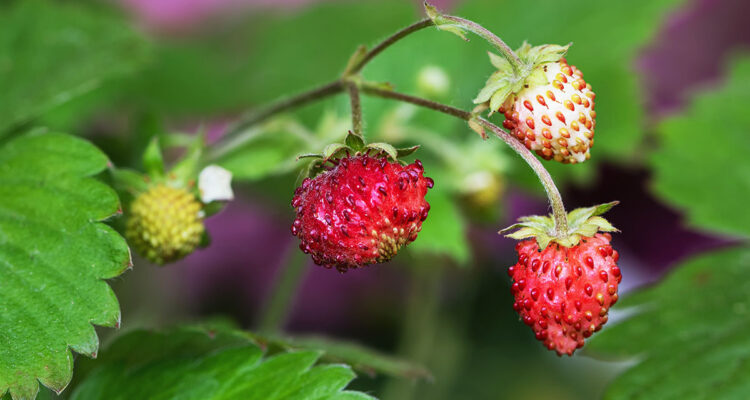 fraises des bois