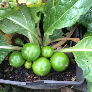 Mandragora officinarum : fruits Mangragore officinale fruits