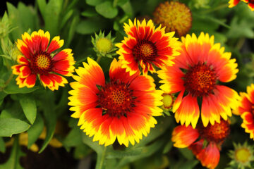 calendrier lunaire du 7 juillet