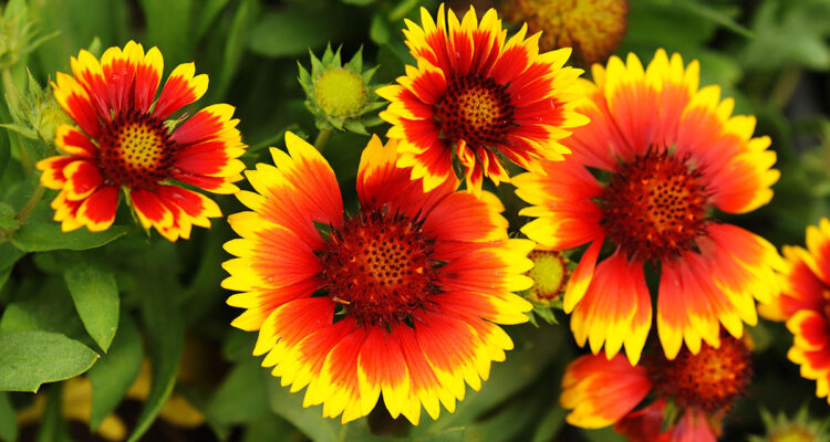 calendrier lunaire du 7 juillet