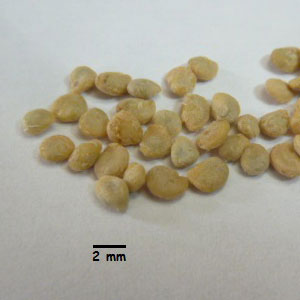 Mandragora autumnalis : graines Mandragora autumnalis : graines