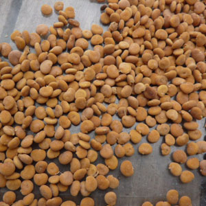 Mandragora officinarum : graines Mandragora officinarum : graines