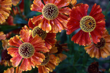 Calendrier lunaire du 19 juillet