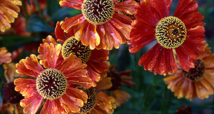 Calendrier lunaire du 19 juillet